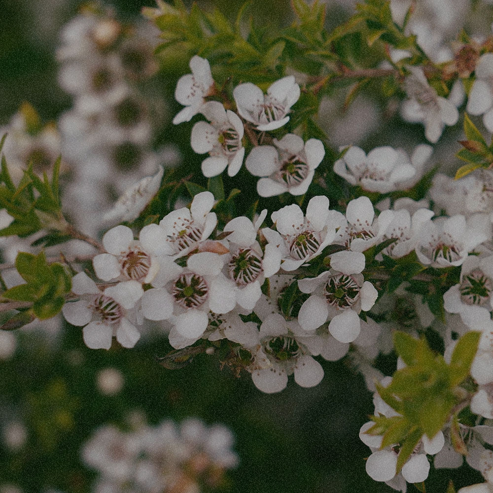  Leptospermum Scoparium Leaf Extract