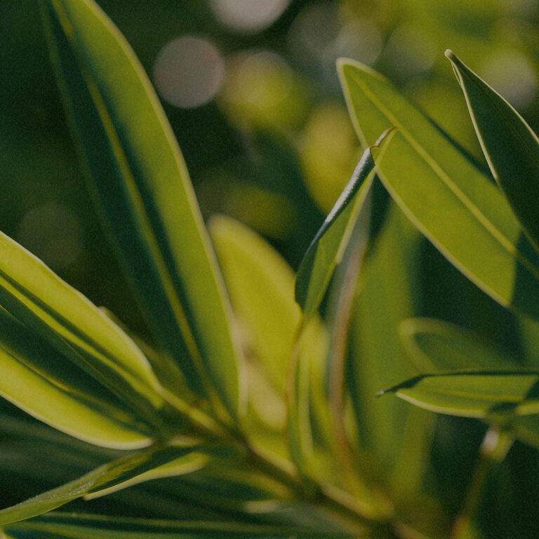 lemonteatree