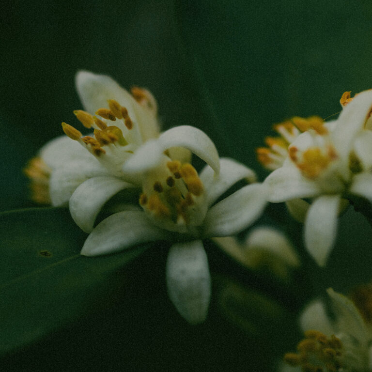 ingredient_neroli