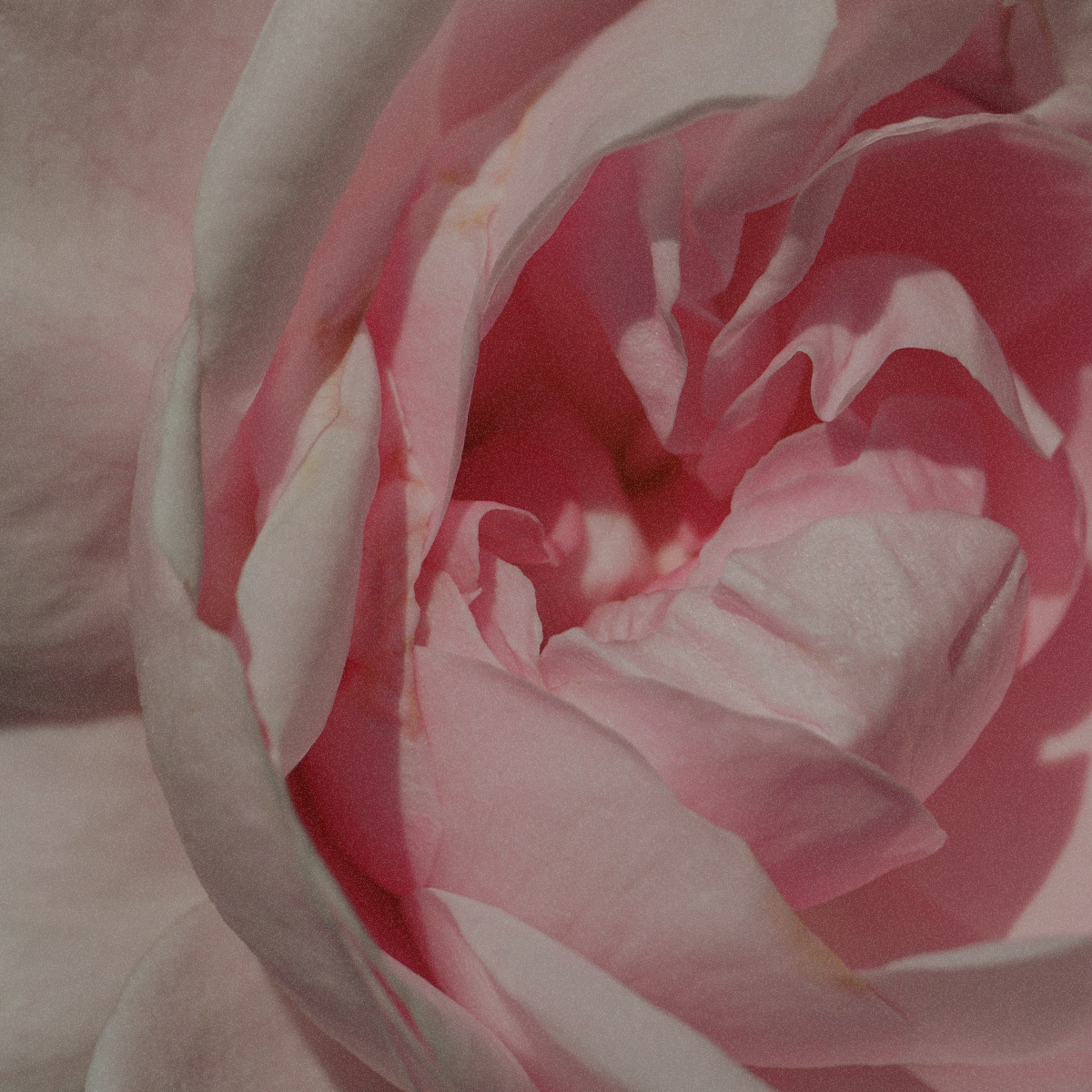 ingredient_rose