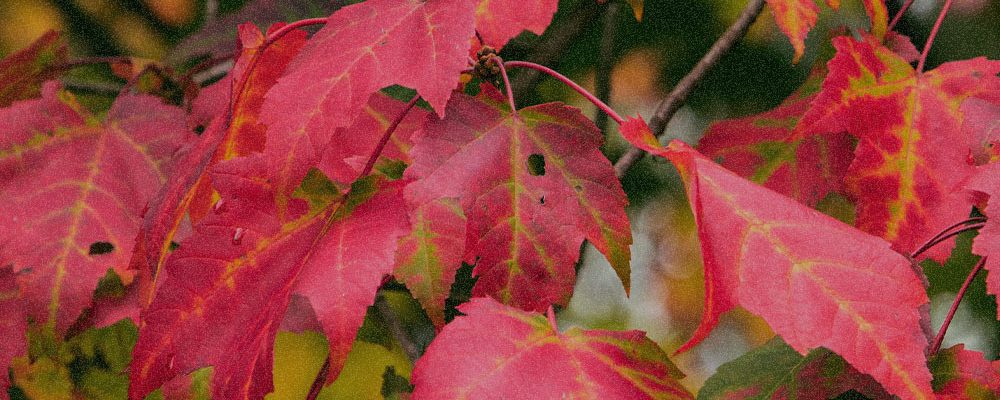 Acer Rubrum Bark Extract Acer Rubrum Bark Extract