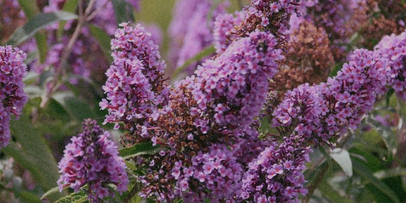 Buddleja Davidii Extract Buddleja Davidii Extract