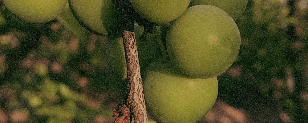 Terminalia Ferdinandiana Fruit Extract (Superox-C™) Terminalia Ferdinandiana Fruit Extract (Superox-C™)