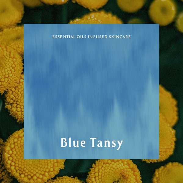 Blue Tansy Blue Tansy