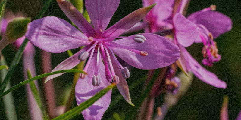 ALPINE WILLOWHERB EXTRACT​