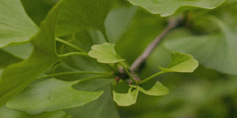 GINKGO LEAF EXTRACT​