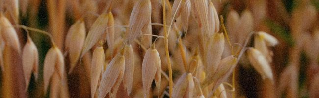OAT CALMING ESSENCE (Oat COM) OAT CALMING ESSENCE (Oat COM)
