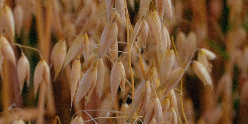 OAT CALMING ESSENCE (Oat COM) OAT CALMING ESSENCE (Oat COM)