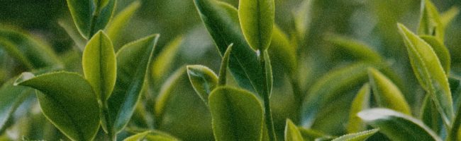 ORGANIC GREEN TEA EXTRACT ORGANIC GREEN TEA EXTRACT