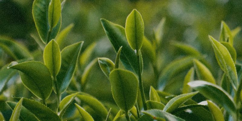 ORGANIC GREEN TEA EXTRACT ORGANIC GREEN TEA EXTRACT