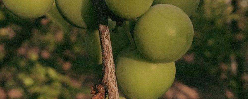 Terminalia-Ferdinandiana-Fruit-Extract-Superox-