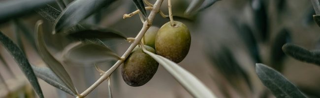 Olive Olive