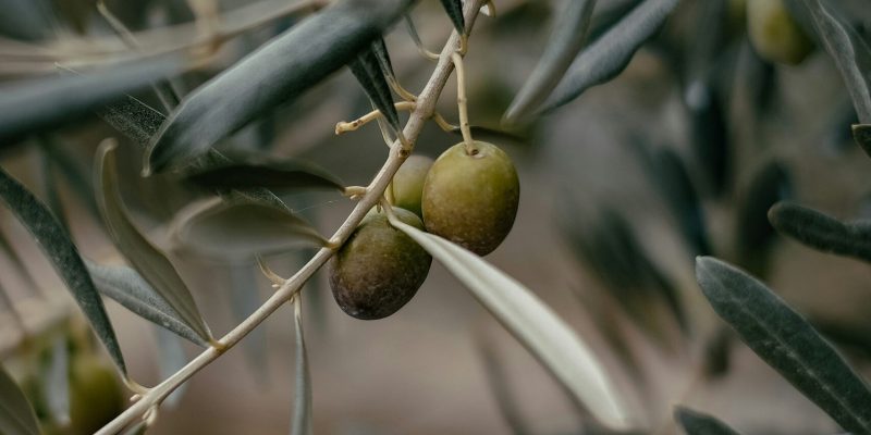 Olive Olive