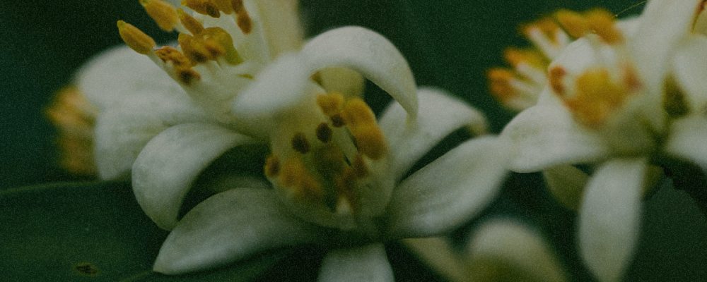 ingredient_neroli ingredient_neroli