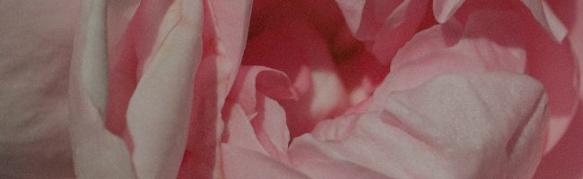 ingredient_rose ingredient_rose