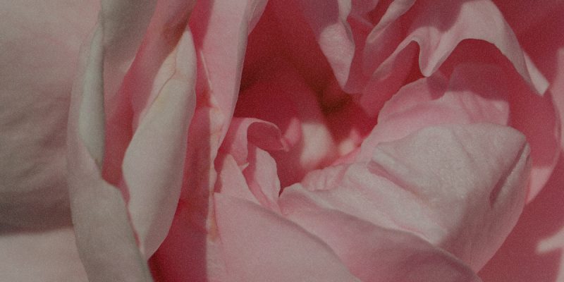 ingredient_rose ingredient_rose