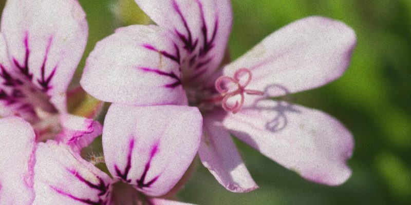 rose-geranium-1170x1170