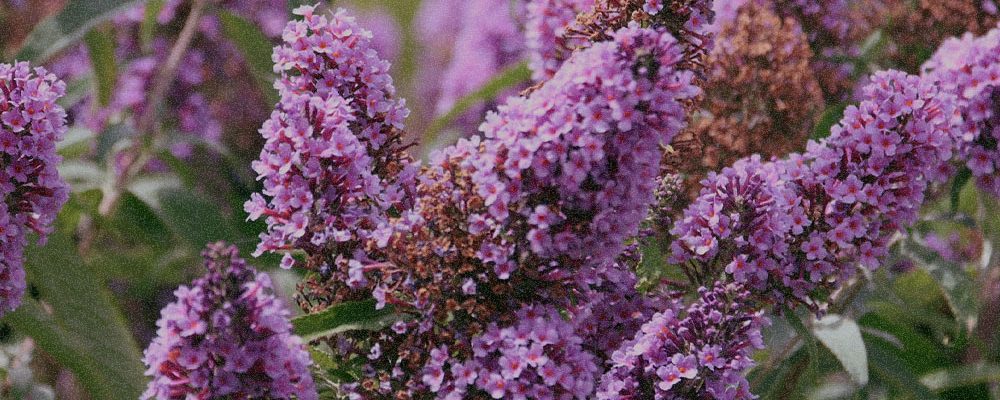 Buddleja Davidii Extract