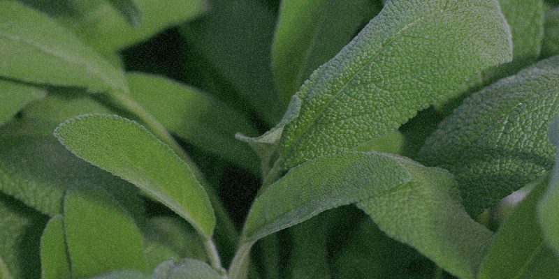 Salvia Sclarea (Clary) Extract(Xeradin TM)