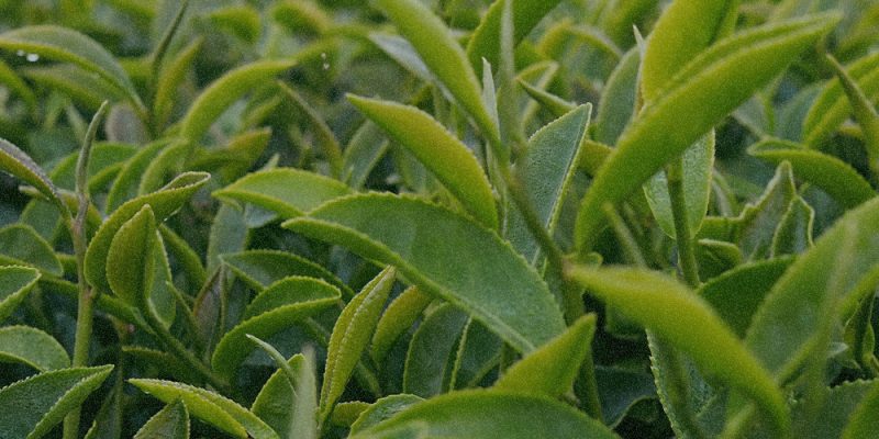 Camellia sinensis Leaf Extract