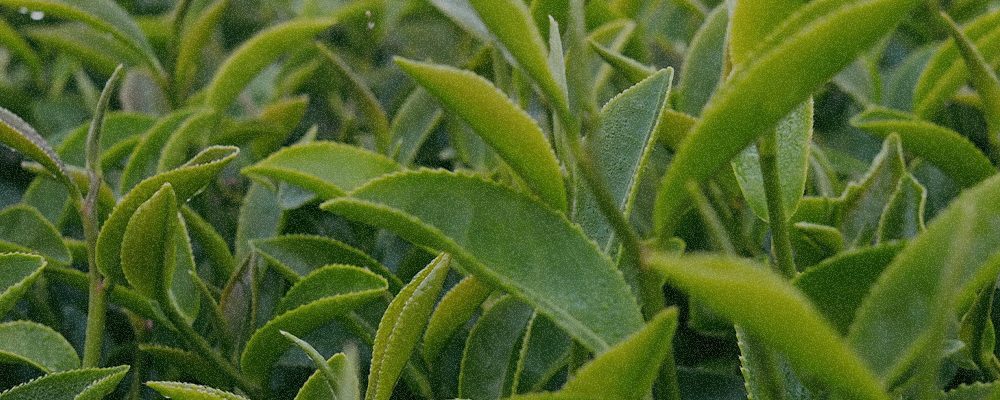 Camellia sinensis Leaf Extract