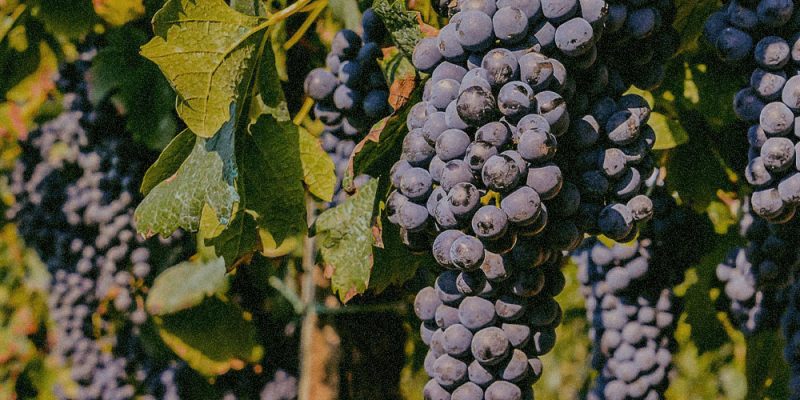 Vitis Vinifera (Grape) Leaf Extract