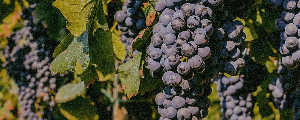 Vitis Vinifera (Grape) Leaf Extract