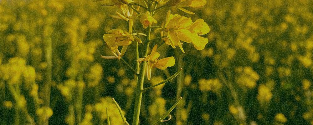 Brassica Campestris (Rapeseed) Sterols