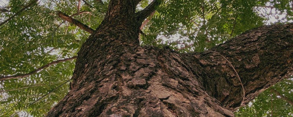 Khaya Senegalensis Bark Extract
