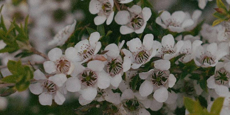 Leptospermum Scoparium Leaf Extract